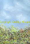 Summe hedge