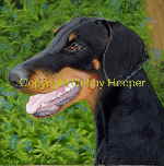 doberman 5x5b