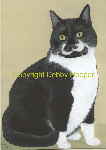 fat cat