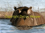 happy hippo