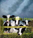 nosey cows
