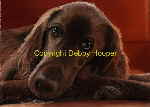 red setter col