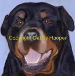 rotty col