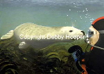 seal