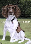 tripehound-1