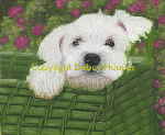 westie
