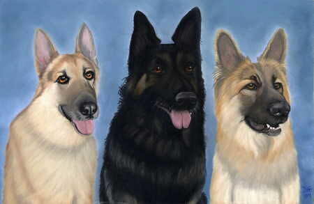 3 German Shepherds