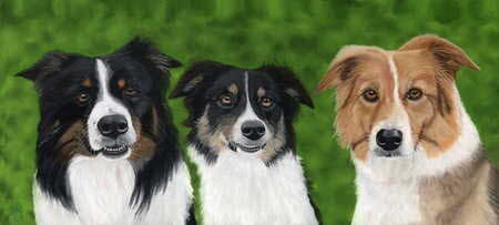3 Collies