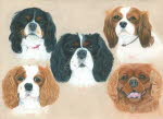 Five Cavaliers