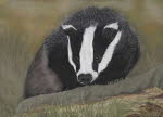 Badger