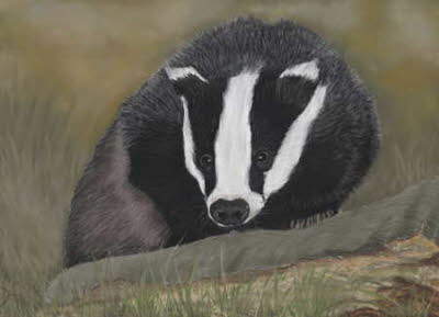 Badger