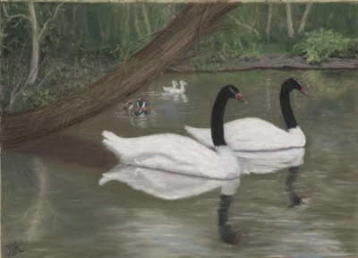 Black Neck Swans