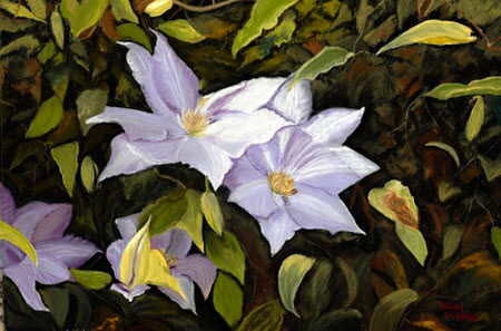 Clematis