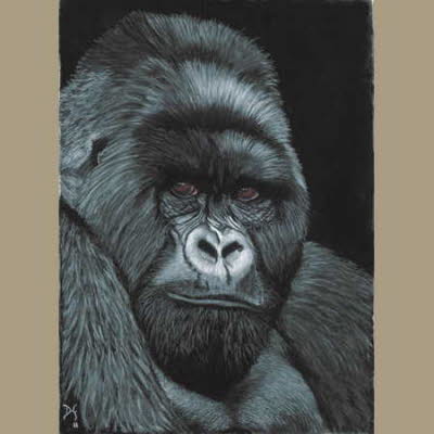 Gorilla