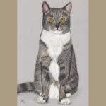 grey-cat