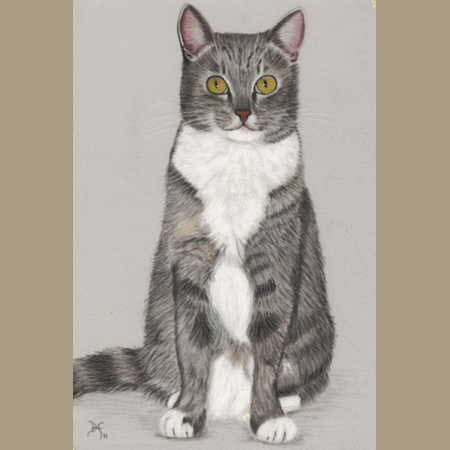 grey-cat