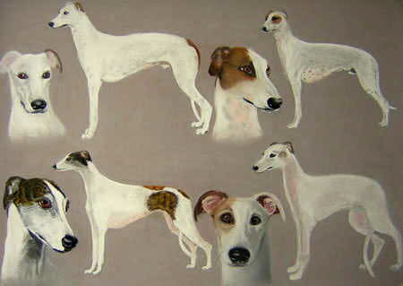Greyhounds