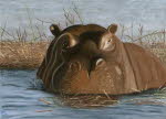 Happy Hippo