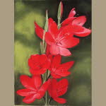 Kaffir Lillies