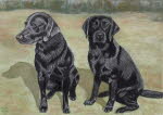 Two Black Labs