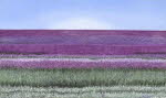 Lavender Field