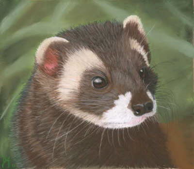 Polecat
