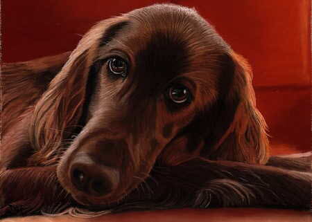 red_setter