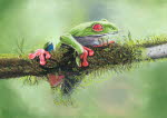 Tree Frog