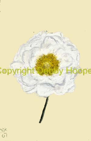 dog rose