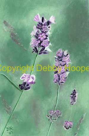 lavender1