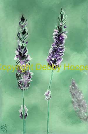 lavender2