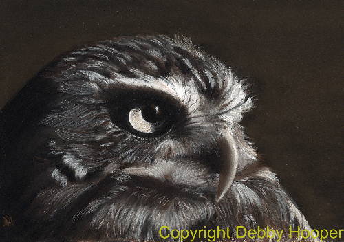 little owl