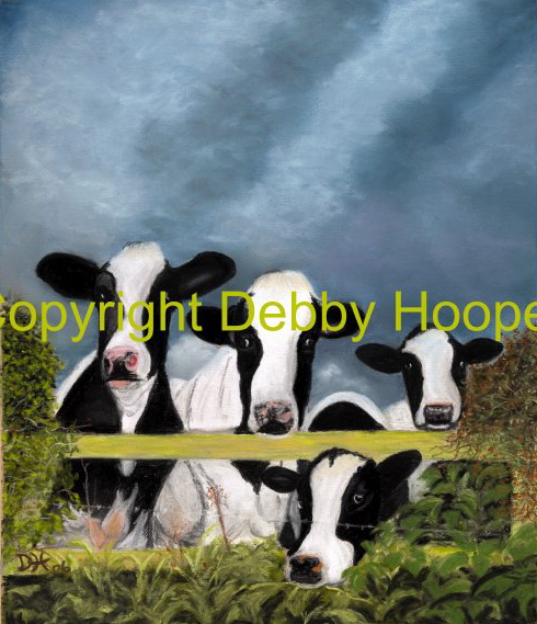 nosey cows