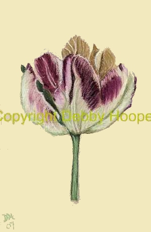 tulip1