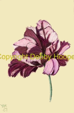 tulip2