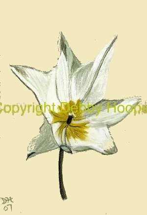 tulip3