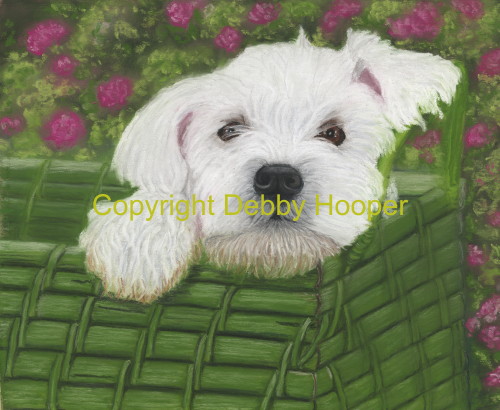 westie